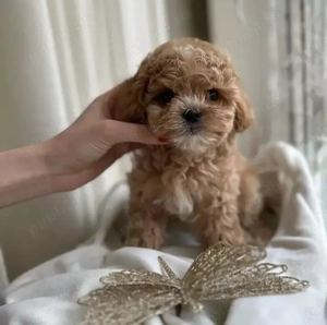 pui de Maltipoo  - imagine 3