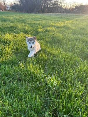 Fetita Husky Siberian 
