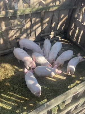 de vanzare purcei 8 saptamani