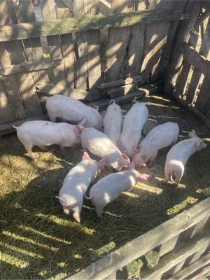 de vanzare purcei 8 saptamani