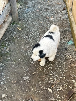 catei de bucovina - imagine 2