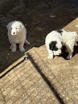 catei de bucovina - imagine 3