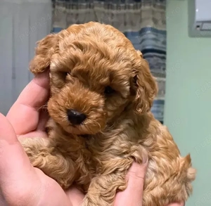 pui de maltipoo  - imagine 5