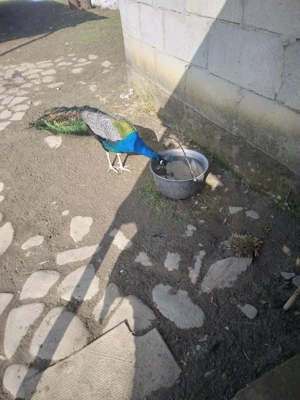 de vanzare 2 perechi Pauni Standard  - imagine 4