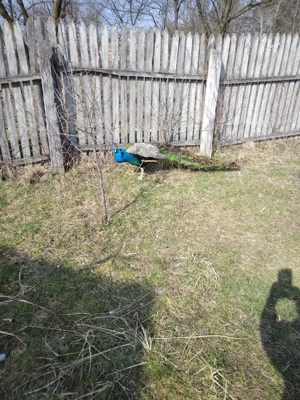 de vanzare 2 perechi Pauni Standard 