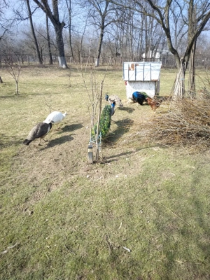 de vanzare 2 perechi Pauni Standard  - imagine 3