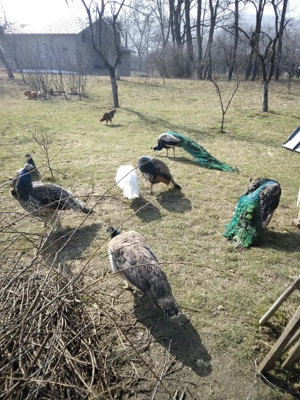 de vanzare 2 perechi Pauni Standard 