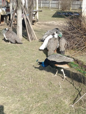 de vanzare 2 perechi Pauni Standard  - imagine 5