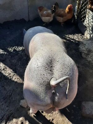 De vizare  - imagine 2