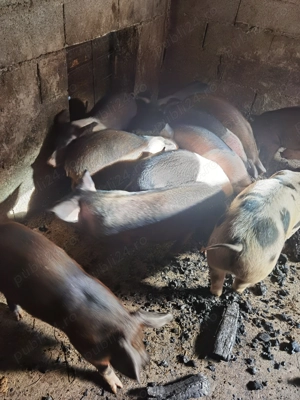 Vând purcei  - imagine 2