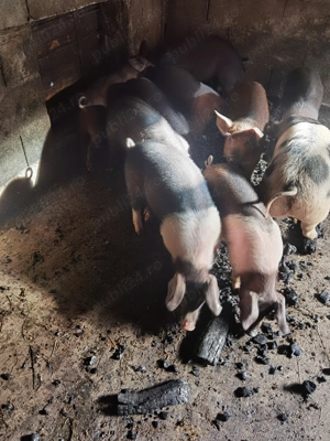 Vând purcei  - imagine 3