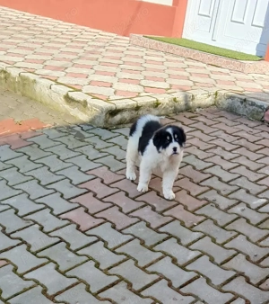 Femela Ciobanesc Romanesc de Bucovina pui - imagine 3