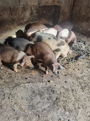 Vând purcei  - imagine 4