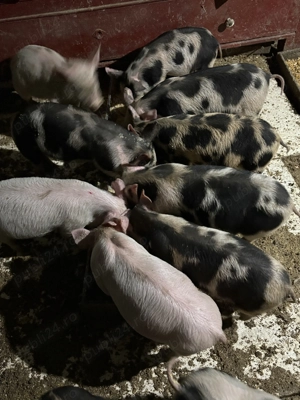 Purcei de 8 săptămâni de vânzare  - imagine 4