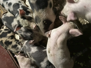 Purcei de 8 săptămâni de vânzare 