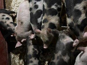 Purcei de 8 săptămâni de vânzare  - imagine 2