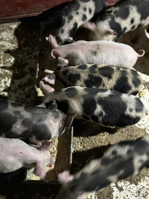 Purcei de 8 săptămâni de vânzare  - imagine 3