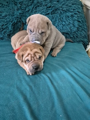 shar pei drăgălași  - imagine 3