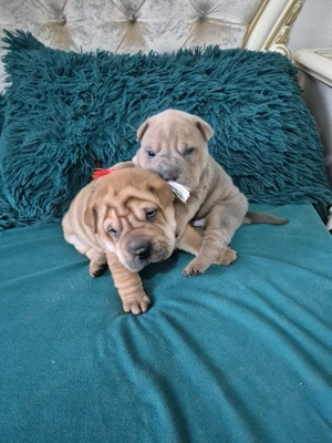 shar pei drăgălași  - imagine 5