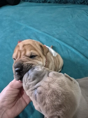 shar pei drăgălași  - imagine 2