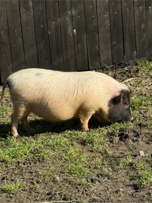 purcei vietnamezi - imagine 5