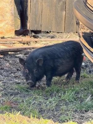 purcei vietnamezi - imagine 2