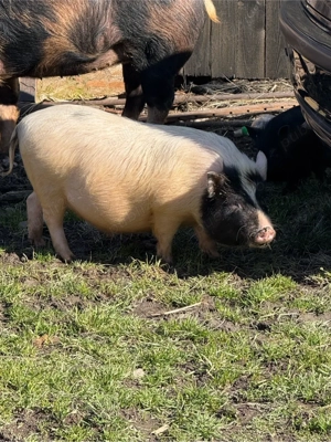 purcei vietnamezi - imagine 3