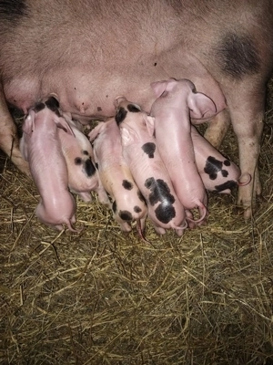 De vînzare la prima f tare cu 7 purciei