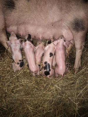 De vînzare la prima f tare cu 7 purciei - imagine 2