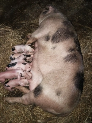 De vînzare la prima f tare cu 7 purciei - imagine 3