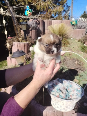 pomerian toy - imagine 4