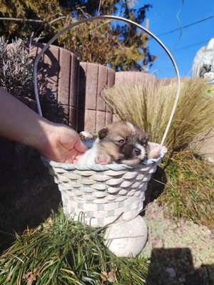 pomerian toy - imagine 3