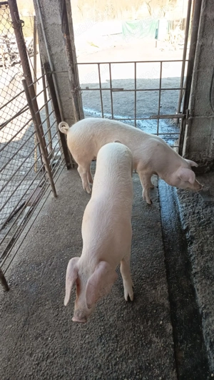 Grasuni de vanzare - imagine 2