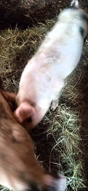 Vand 2 soldani - imagine 3