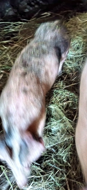 Vand 2 soldani - imagine 2