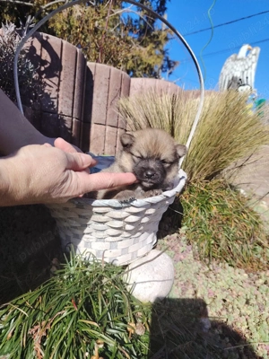 pomerian mini toy - imagine 4