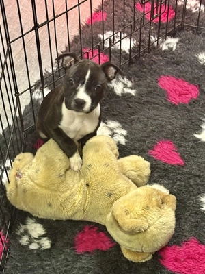 Staffordshire Bull Terrier femelă  - imagine 4