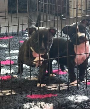 Staffordshire Bull Terrier 