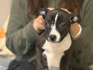 Staffordshire Bull Terrier femelă  - imagine 3