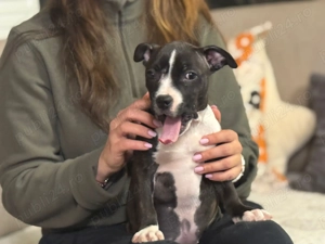 Staffordshire Bull Terrier femelă  - imagine 2