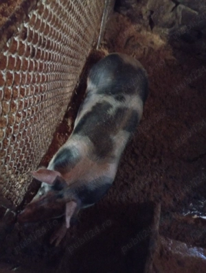 vind sau schimb cu capre  - imagine 4