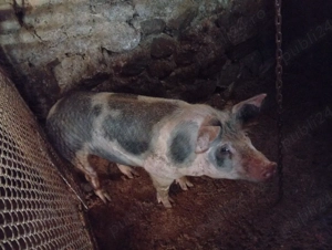 vind sau schimb cu capre  - imagine 3