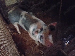 vind sau schimb cu capre  - imagine 2