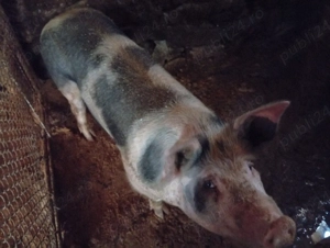 vind sau schimb cu capre 