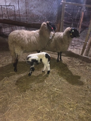 Schimb oi carabase sarbesti cu capre 