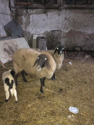 Schimb oi carabase sarbesti cu capre  - imagine 2