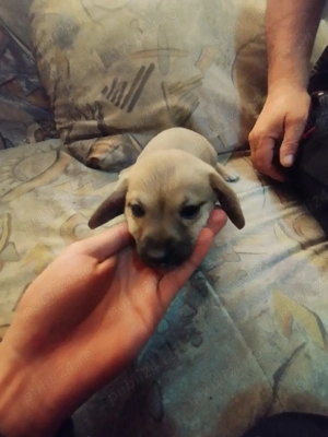 vând bichoni  - imagine 2