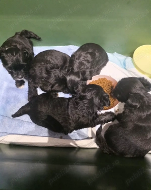 Donez cățeluși de talie f mică 