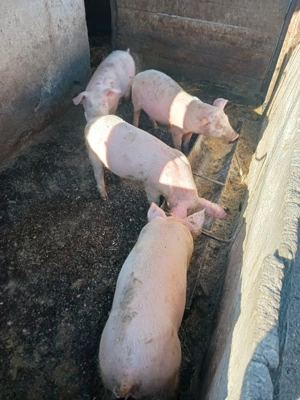 pucei de vânzare  - imagine 3