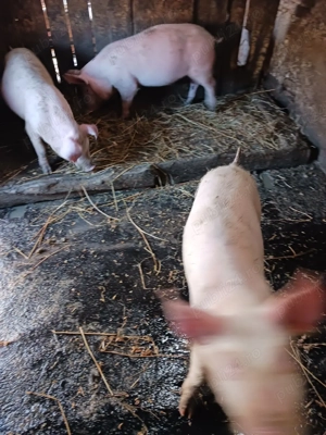 pucei de vânzare  - imagine 2